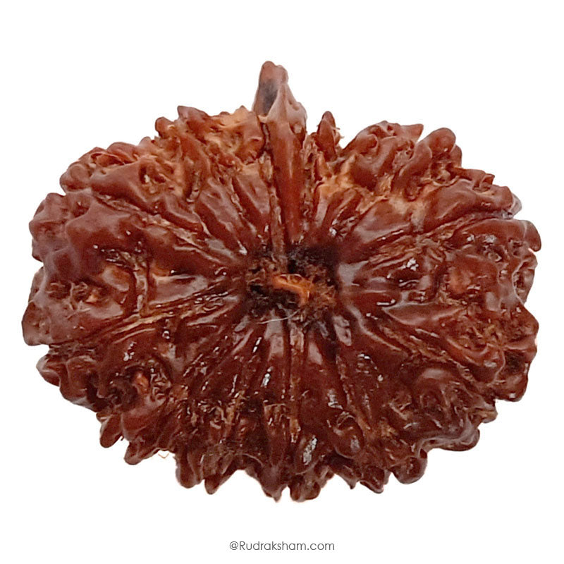 (25.65mm) 12 Mukhi Ganesh Rudraksha Bead from Nepal | Twelve 12 Faced Ganesha Energised & Original Rudraksham Benefits and Mantra 