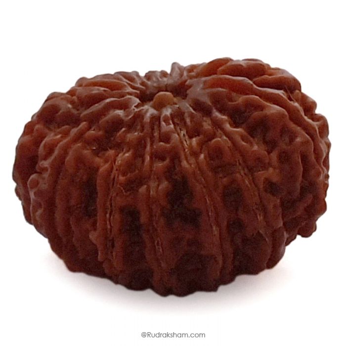 (29.08mm) 12 Mukhi Rudraksha Super Collector Bead | Barah Mukhi, Twelve Faced Rudraksha from Nepal | Benefits of 12 Mukhi Super Collector Bead