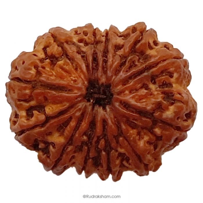(30.09mm) 12 Mukhi Rudraksha Super Collector Bead | 12 Mukhi Rudraksha Mantra | Barah Mukhi, Twelve Faced Shiva Rudraksha Bead | Energised and Original Nepal Super Collector Bead