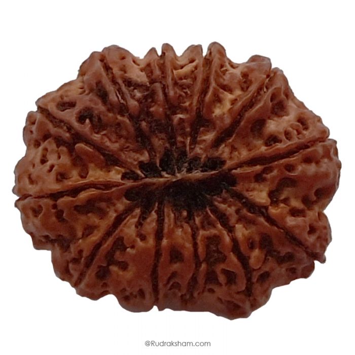 (30.09mm) 12 Mukhi Rudraksha Super Collector Bead | 12 Mukhi Rudraksha Mantra | Barah Mukhi, Twelve Faced Shiva Rudraksha Bead | Energised and Original Nepal Super Collector Bead
