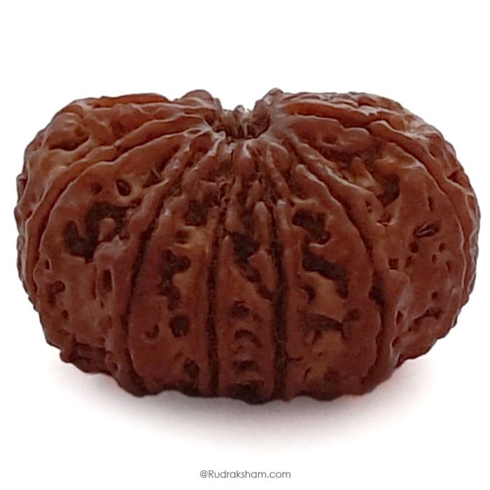 (30.09mm) 12 Mukhi Rudraksha Super Collector Bead | 12 Mukhi Rudraksha Mantra | Barah Mukhi, Twelve Faced Shiva Rudraksha Bead | Energised and Original Nepal Super Collector Bead