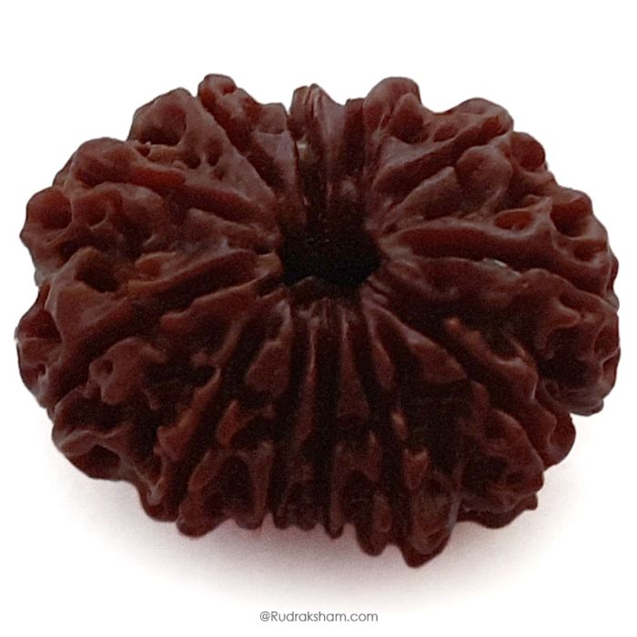 (30.19mm) 12 Mukhi Rudraksha Super Collector Bead | Twelve Mukhi Rudraksha Bead | Barah Mukhi, Twelve Faced Rudraksha Nepal Origin Shiva Bead - Energised Super Collector Bead