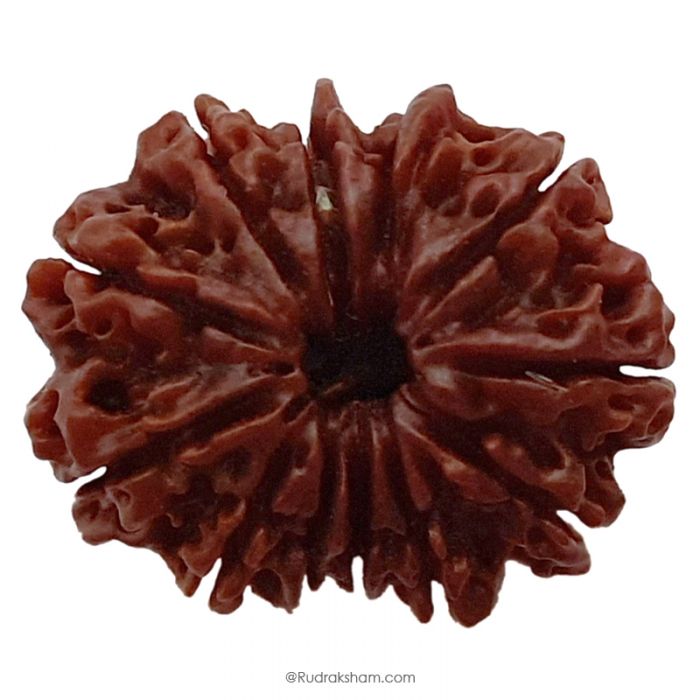 (30.19mm) 12 Mukhi Rudraksha Super Collector Bead | Twelve Mukhi Rudraksha Bead | Barah Mukhi, Twelve Faced Rudraksha Nepal Origin Shiva Bead - Energised Super Collector Bead