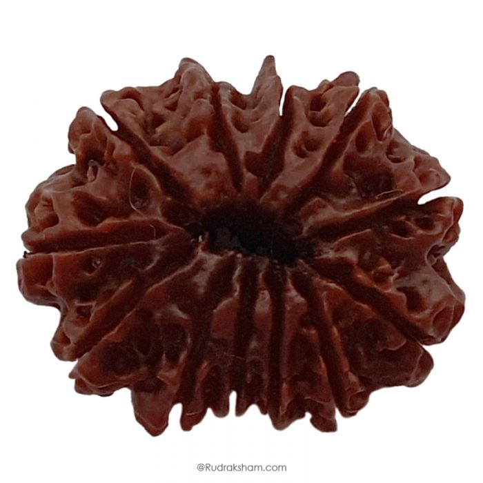 (30.19mm) 12 Mukhi Rudraksha Super Collector Bead | Twelve Mukhi Rudraksha Bead | Barah Mukhi, Twelve Faced Rudraksha Nepal Origin Shiva Bead - Energised Super Collector Bead
