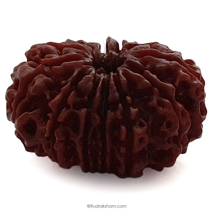 (30.19mm) 12 Mukhi Rudraksha Super Collector Bead | Twelve Mukhi Rudraksha Bead | Barah Mukhi, Twelve Faced Rudraksha Nepal Origin Shiva Bead - Energised Super Collector Bead