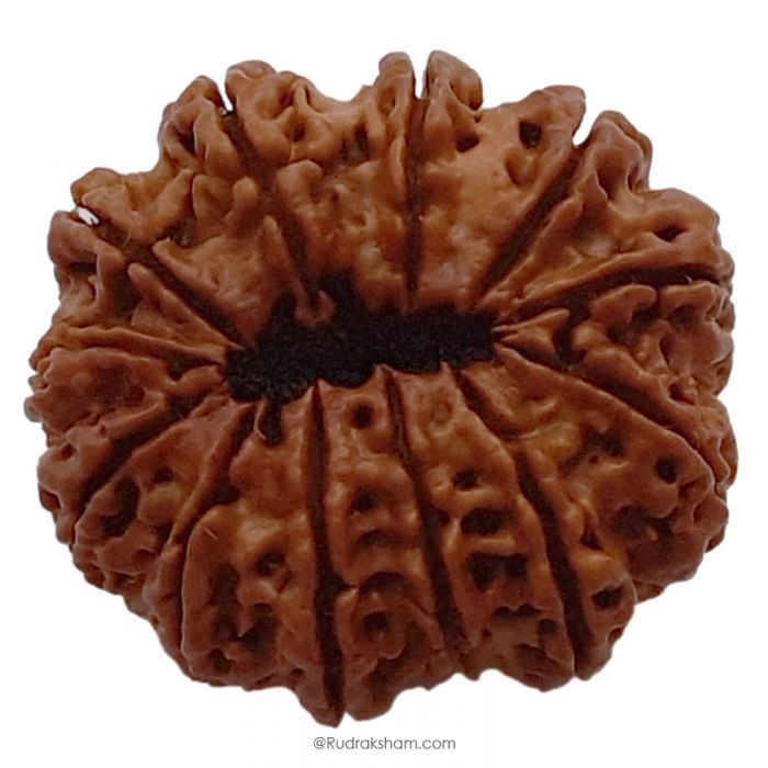 (30.36mm) 12 Mukhi Rudraksha Super Collector Bead | Twelve Mukhi Rudraksha Bead | Barah Mukhi Nepali Rudraksha Bead | 12 Mukhi Rudraksha Mantra and Benefits