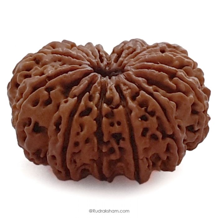 (30.36mm) 12 Mukhi Rudraksha Super Collector Bead | Twelve Mukhi Rudraksha Bead | Barah Mukhi Nepali Rudraksha Bead | 12 Mukhi Rudraksha Mantra and Benefits