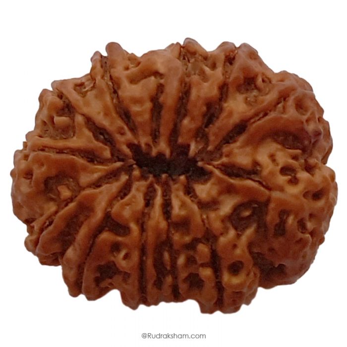 (30.77mm) 12 Mukhi Rudraksha Super Collector Bead | Barah Mukhi ( 12 ) , Twelve Faced Nepali Rudraksha Bead | 12 Mukhi Rudraksha In Vedic Astrology, Benefits And Mantra