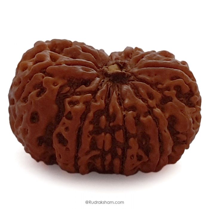 (30.77mm) 12 Mukhi Rudraksha Super Collector Bead | Barah Mukhi ( 12 ) , Twelve Faced Nepali Rudraksha Bead | 12 Mukhi Rudraksha In Vedic Astrology, Benefits And Mantra