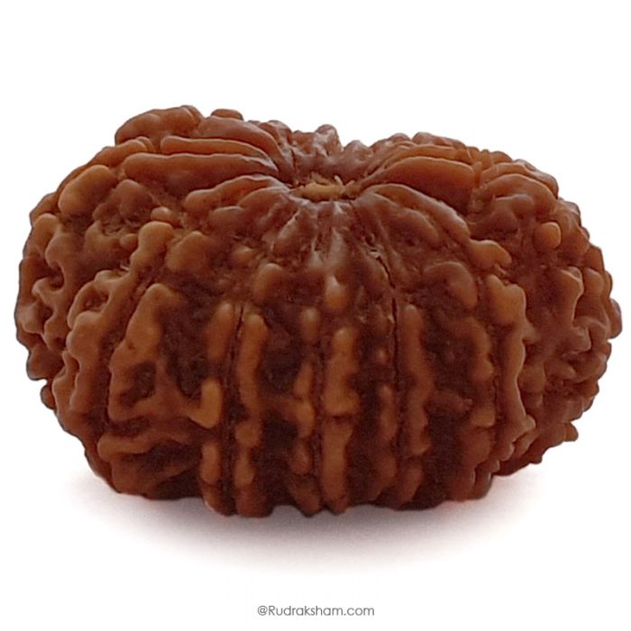 (30.91mm) 12 Mukhi Rudraksha Super Collector Bead |12 Mukhi Rudraksha Bead | Barah Mukhi - Twelve Faced Rudraksha Nepal Origin, Buy Online Energised And Original 12 Mukhi Rudraksha - Super Collector Bead