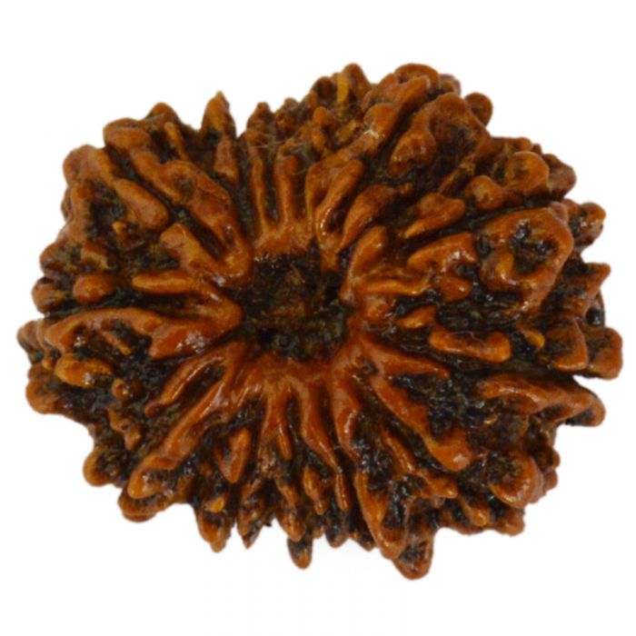 13 Mukhi Rudraksha Bead from Nepal | Buy Original Thirteen Mukhi Rudraksha Spiritual bead For Attraction