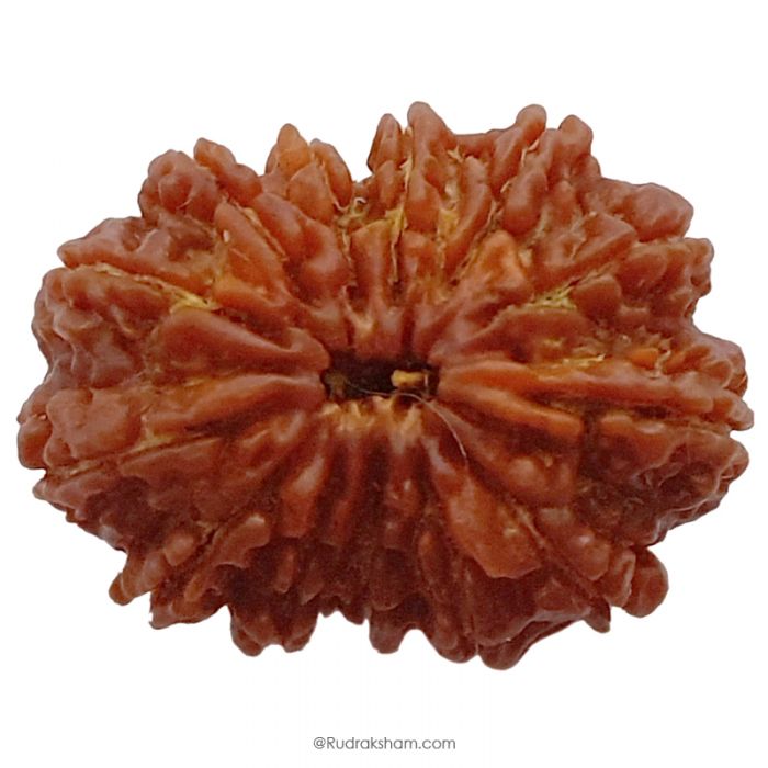 (32.00mm) 13 Mukhi Rudraksha Super Collector Bead | 13 Mukhi Rudraksha Bead | Terah Mukhi - Thirteen Faced - Rudraksha from Nepal 100% Authentic Pure Natural - Super Collector Bead
