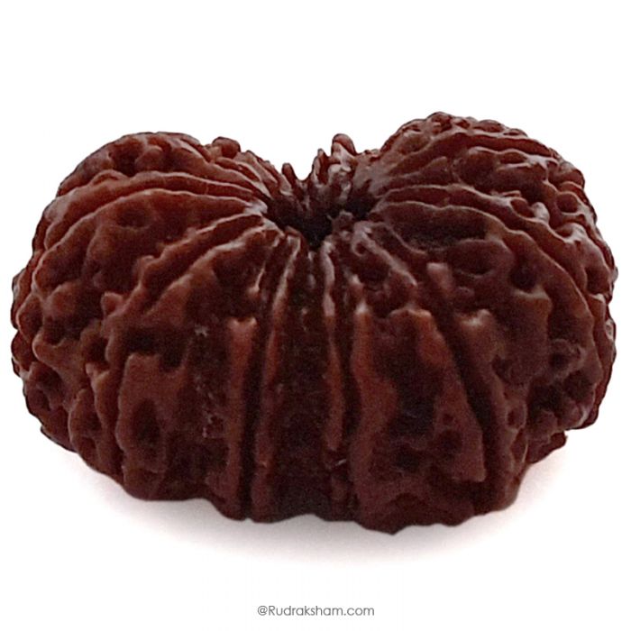 (35.34mm) 13 Mukhi Rudraksha Super Collector Bead | 13 Mukhi Rudraksha Bead | Terah Mukhi - Thirteen Faced - Rudraksha from Nepal 100% Authentic Pure Natural - Super Collector Bead