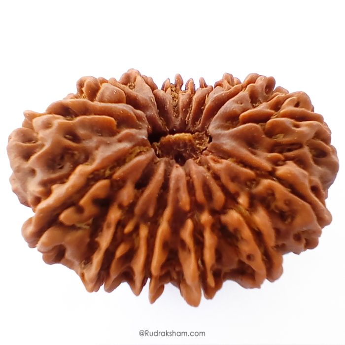 (33.03mm) 14 Mukhi Rudraksha Super Collector Bead | 14 Mukhi Rudraksha Bead | Chaudah Mukhi - Fourteen Faced - Rudraksha From Nepal 100% Authentic Pure Natural - Super Collector Bead