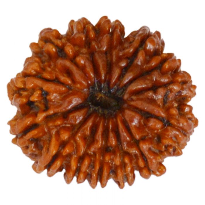 14 Mukhi Rudraksha Bead, Third Eye Opener, 14 Faced Rudraksha Bead from Nepal Spiritual Pure Natural Energised Rudraksha Bead