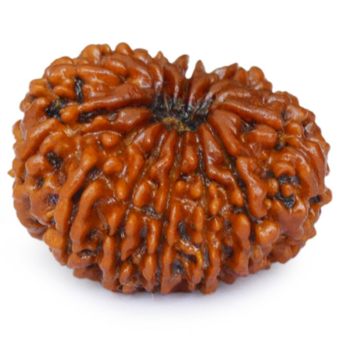 14 Mukhi Rudraksha Bead, Third Eye Opener, 14 Faced Rudraksha Bead from Nepal Spiritual Pure Natural Energised Rudraksha Bead