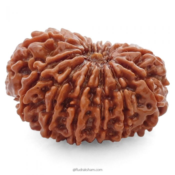 (31.34mm) 14 Mukhi Rudraksha Super Collector Bead | 14 Mukhi Rudraksha Bead | Chaudah Mukhi - Fourteen Faced - Rudraksha From Nepal 100% Authentic Pure Natural - Super Collector Bead