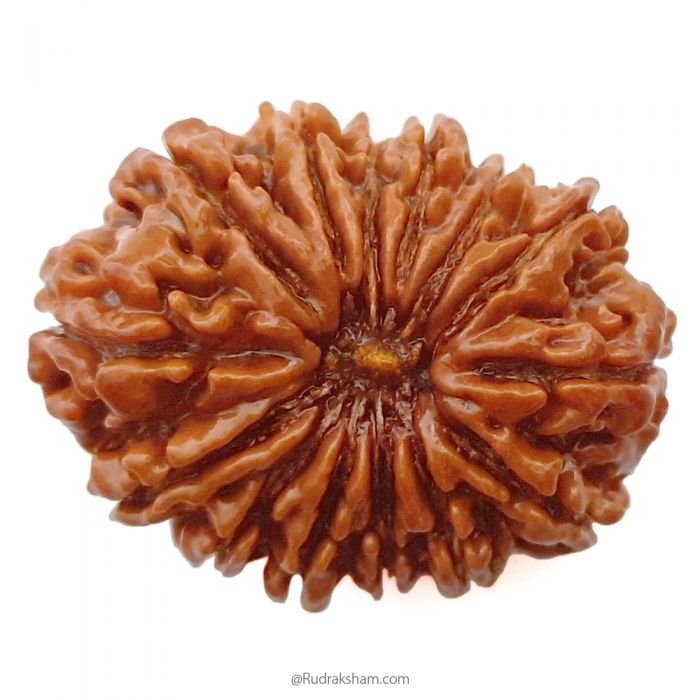 (31.34mm) 14 Mukhi Rudraksha Super Collector Bead | 14 Mukhi Rudraksha Bead | Chaudah Mukhi - Fourteen Faced - Rudraksha From Nepal 100% Authentic Pure Natural - Super Collector Bead