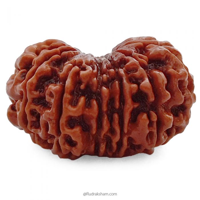 (31.52mm) 14 Mukhi Rudraksha Super Collector Bead | 14 Mukhi Rudraksha Bead | Chaudah Mukhi - Fourteen Faced - Rudraksha From Nepal 100% Authentic Pure Natural - Super Collector Bead
