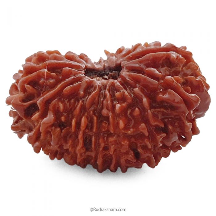 (32.35mm) 14 Mukhi Rudraksha Super Collector Bead | 14 Mukhi Rudraksha Bead | Chaudah Mukhi - Fourteen Faced - Rudraksha From Nepal 100% Authentic Pure Natural - Super Collector Bead
