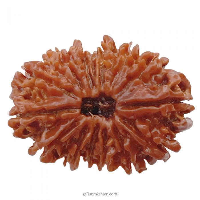 (32.35mm) 14 Mukhi Rudraksha Super Collector Bead | 14 Mukhi Rudraksha Bead | Chaudah Mukhi - Fourteen Faced - Rudraksha From Nepal 100% Authentic Pure Natural - Super Collector Bead