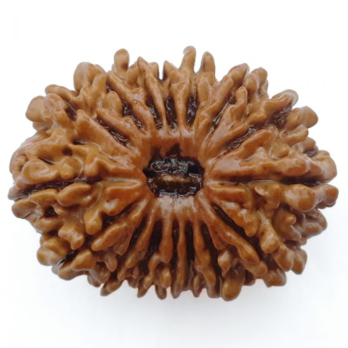 16 Mukhi Rudraksha Bead From Nepal Authentic Energized Natural Nepal Bead | Sixteen faced Rudraksha