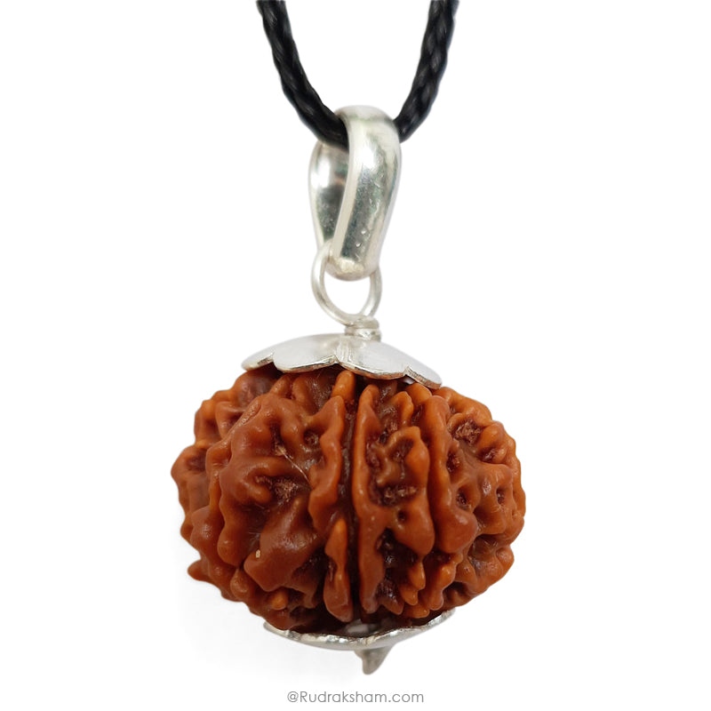 10 Mukhi Rudraksha Bead from Nepal | Dus Mukhi, Ten Faced Original Energised and Authentic Rudraksha Bead, Buy Online
