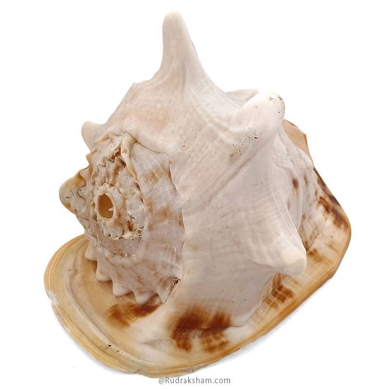 Gaumukhi Shankh - Gaumukhi Conch Shell, Blowing Gaumukhi Shell, Cow Face Gomukhi Conch Shell, Natural And Exclusive Gaumukhi Shell