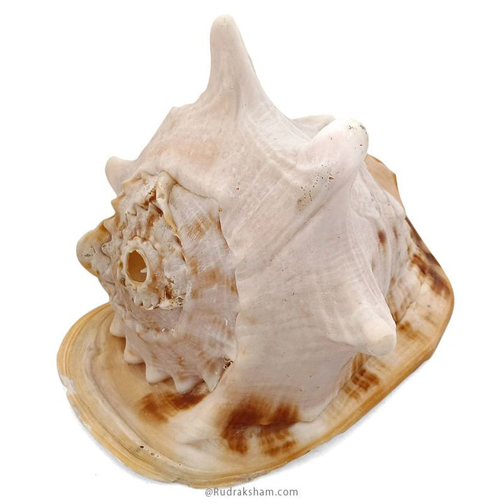 Gaumukhi Shankh - Gaumukhi Conch Shell, Blowing Gaumukhi Shell, Cow Face Gomukhi Conch Shell, Natural And Exclusive Gaumukhi Shell