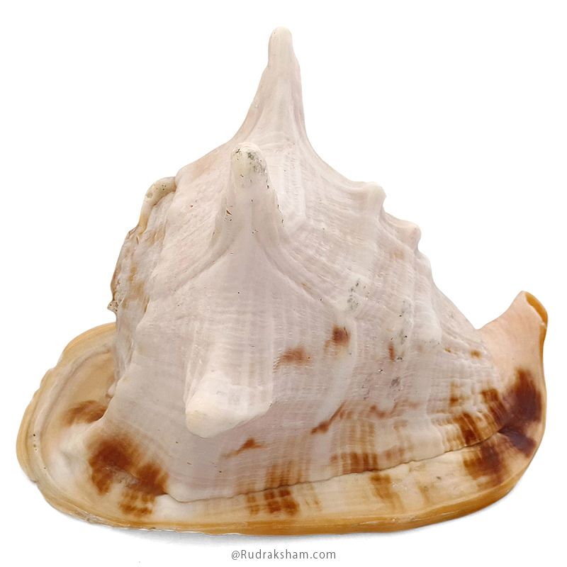 Gaumukhi Shankh - Gaumukhi Conch Shell, Blowing Gaumukhi Shell, Cow Face Gomukhi Conch Shell, Natural And Exclusive Gaumukhi Shell