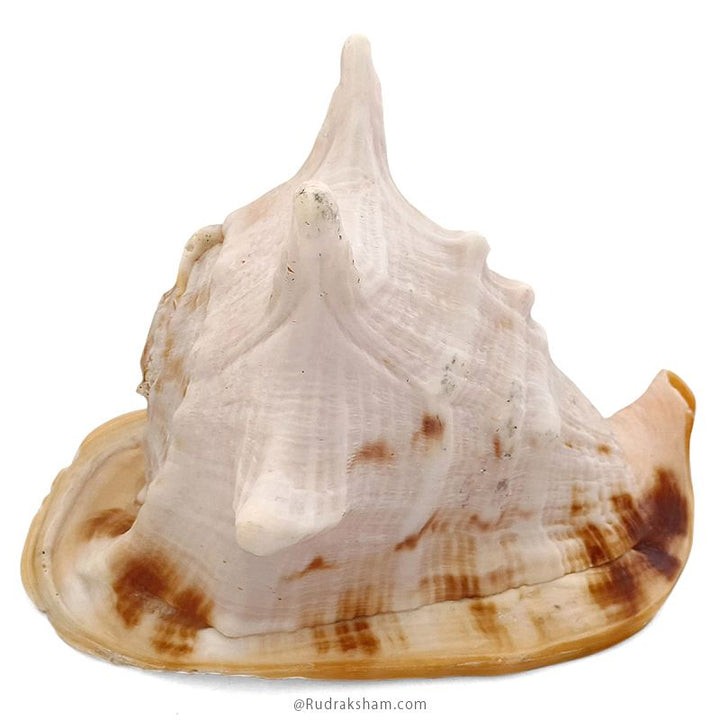 Gaumukhi Shankh - Gaumukhi Conch Shell, Blowing Gaumukhi Shell, Cow Face Gomukhi Conch Shell, Natural And Exclusive Gaumukhi Shell