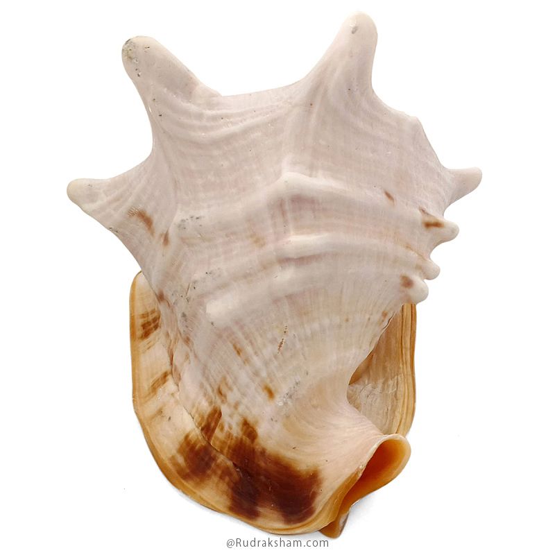 Gaumukhi Shankh - Gaumukhi Conch Shell, Blowing Gaumukhi Shell, Cow Face Gomukhi Conch Shell, Natural And Exclusive Gaumukhi Shell