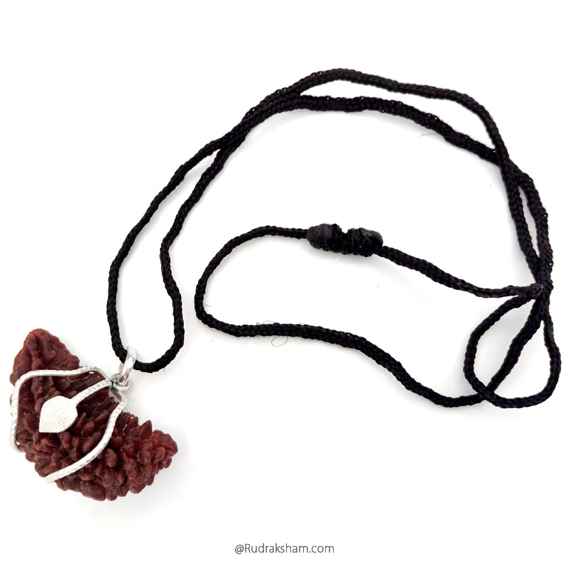 (47 mm) 1 Mukhi Rudraksha Super Collector Bead Pendant | Ek Mukhi Rudraksha Indian Bead | Half Moon Shaped Ek Mukhi Rudraksha Bead | 1 Mukhi Rudraksha Online Super Collector Bead Pendant In Silver