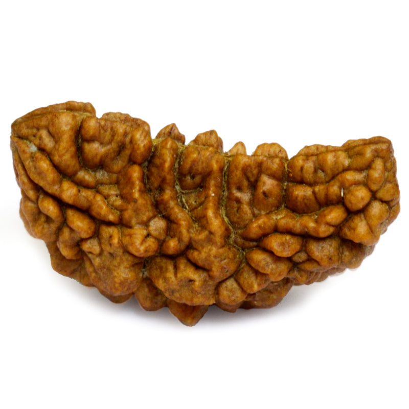 1 Mukhi Rudraksha Bead | Ek Mukhi Rudraksha Indian Origin One Mukhi Rudraksha Bead Kaju Dana Rudraksha | High Quality 