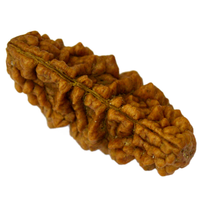 1 Mukhi Rudraksha Bead | Ek Mukhi Rudraksha Indian Origin One Mukhi Rudraksha Bead Kaju Dana Rudraksha | High Quality 