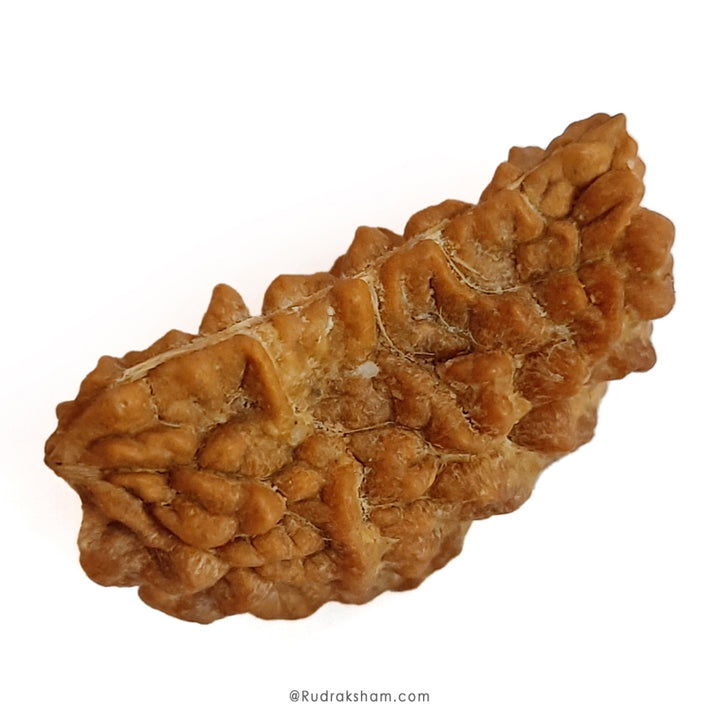1 Mukhi Rudraksha Bead | Ek Mukhi Rudraksha Indian Origin One Mukhi Rudraksha Bead Kaju Dana Rudraksha | High Quality 