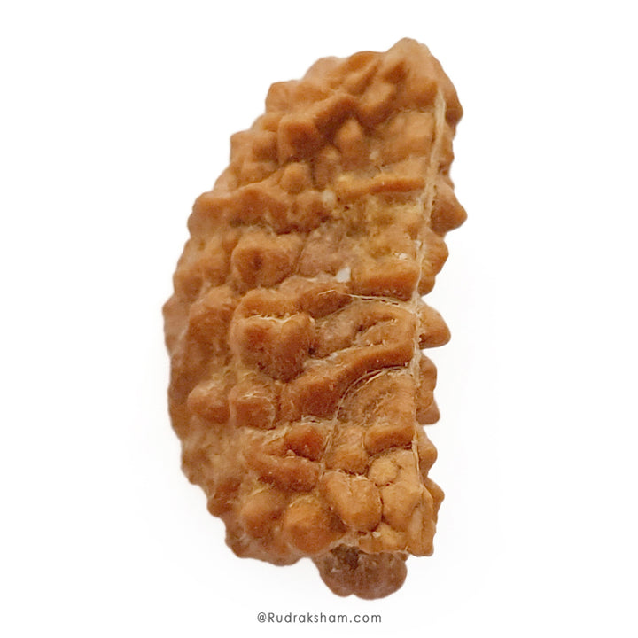 1 Mukhi Rudraksha Bead | Ek Mukhi Rudraksha Indian Origin One Mukhi Rudraksha Bead Kaju Dana Rudraksha | High Quality 