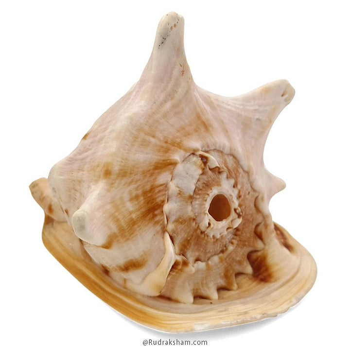 Gaumukhi Shankh - Gaumukhi Conch Shell, Blowing Gaumukhi Shell, Cow Face Gomukhi Conch Shell, Natural And Exclusive Gaumukhi Shell