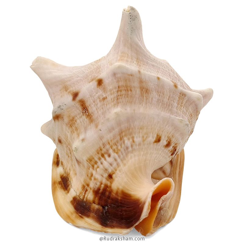 Gaumukhi Shankh - Gaumukhi Conch Shell, Blowing Gaumukhi Shell, Cow Face Gomukhi Conch Shell, Natural And Exclusive Gaumukhi Shell