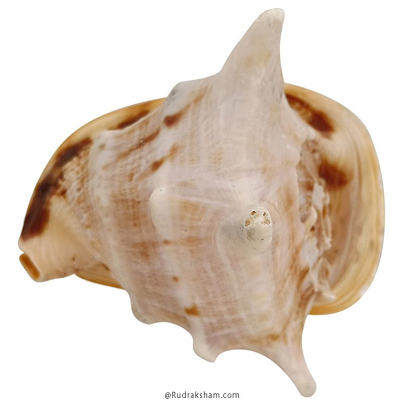 Gaumukhi Shankh - Gaumukhi Conch Shell, Blowing Gaumukhi Shell, Cow Face Gomukhi Conch Shell, Natural And Exclusive Gaumukhi Shell