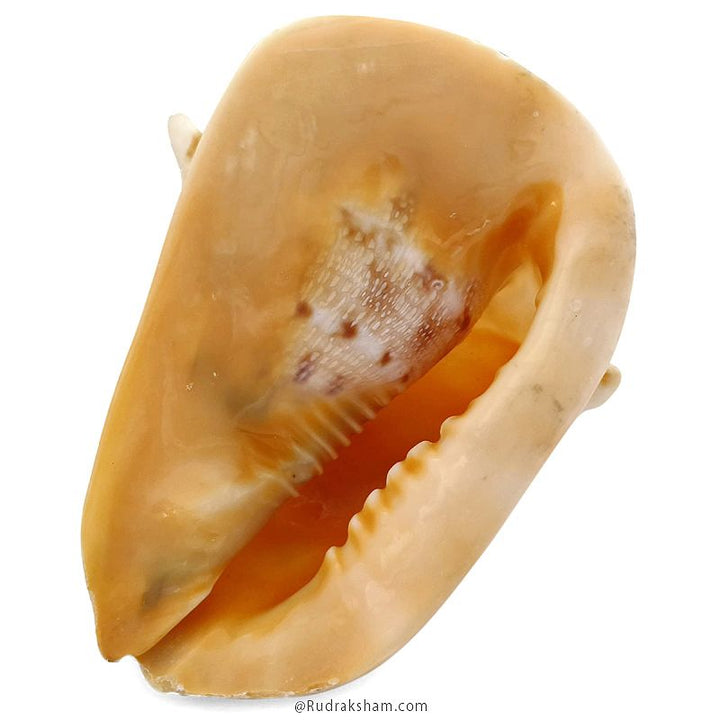 Gaumukhi Shankh - Gaumukhi Conch Shell, Blowing Gaumukhi Shell, Cow Face Gomukhi Conch Shell, Natural And Exclusive Gaumukhi Shell