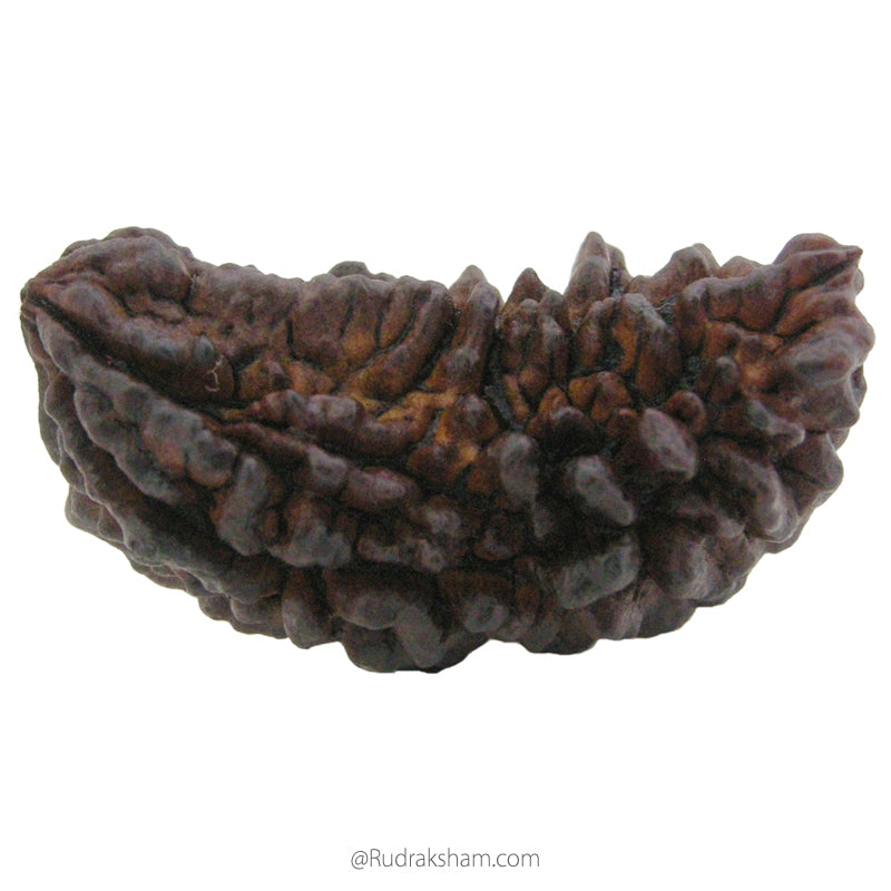 (40.53mm) 1 Mukhi Rudraksha Super Collector Bead | Ek Mukhi Rudraksha Indian Bead | Half Moon Shaped One Mukhi Rudraksha Bead  | Buy Online One Mukhi for Meditation 