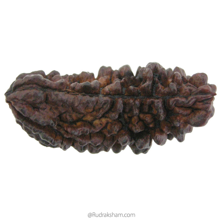 (40.53mm) 1 Mukhi Rudraksha Super Collector Bead | Ek Mukhi Rudraksha Indian Bead | Half Moon Shaped One Mukhi Rudraksha Bead  | Buy Online One Mukhi for Meditation 