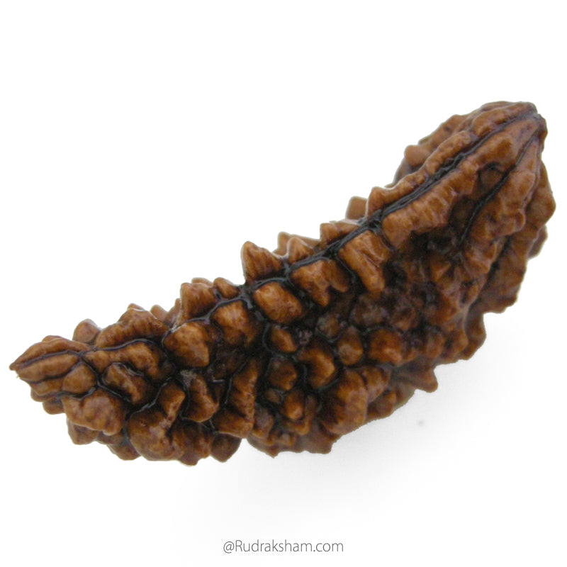 (40.79mm) 1 Mukhi Rudraksha Super Collector Bead | Ek Mukhi Rudraksha Indian Bead | Half Moon Shaped One Mukhi Rudraksha Bead  | 100% Original Energised Shiva Bead- Super Collector Rudraksha