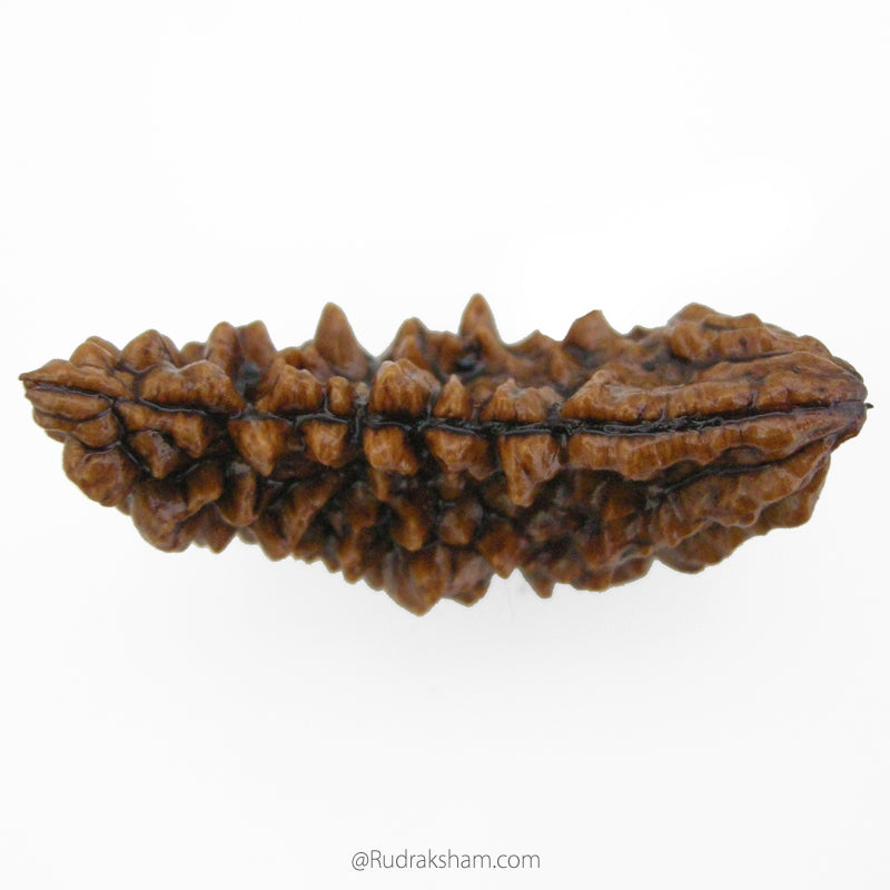 (40.79mm) 1 Mukhi Rudraksha Super Collector Bead | Ek Mukhi Rudraksha Indian Bead | Half Moon Shaped One Mukhi Rudraksha Bead  | 100% Original Energised Shiva Bead- Super Collector Rudraksha