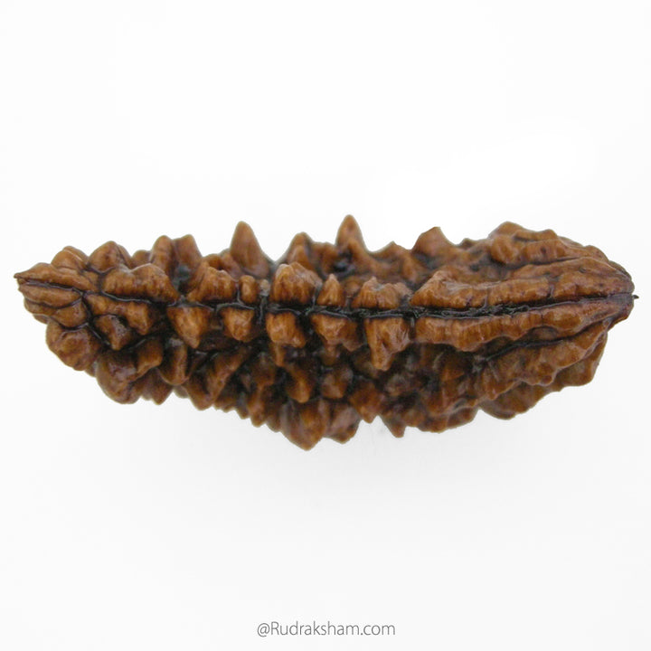 (40.79mm) 1 Mukhi Rudraksha Super Collector Bead | Ek Mukhi Rudraksha Indian Bead | Half Moon Shaped One Mukhi Rudraksha Bead  | 100% Original Energised Shiva Bead- Super Collector Rudraksha