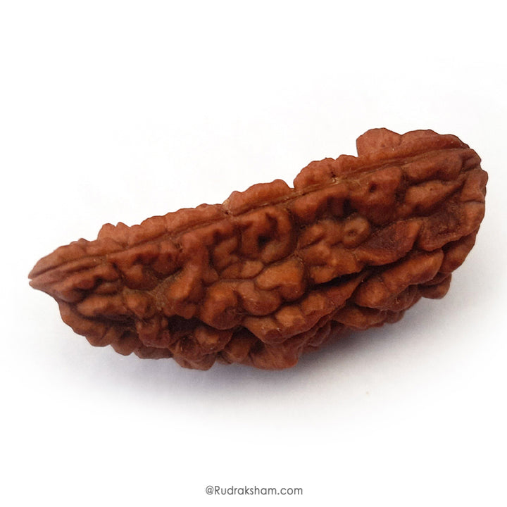 (39mm) 1 Mukhi Rudraksha Super Collector Bead | Ek Mukhi Rudraksha Indian Bead | Half Moon Shaped One Mukhi Rudraksha Bead | Original & Energised - Super Collector Rudraksha