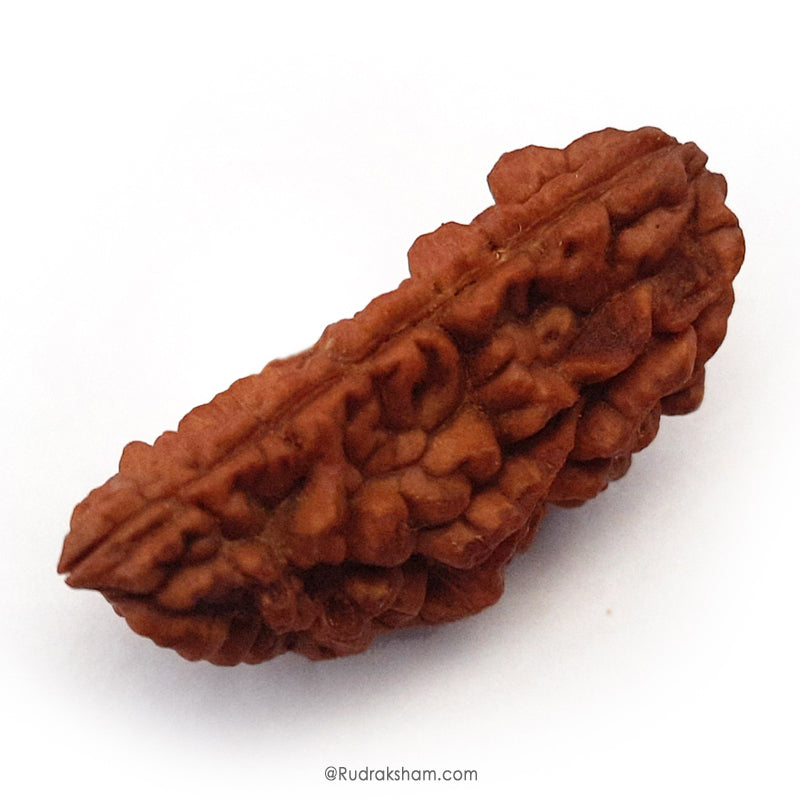 (39mm) 1 Mukhi Rudraksha Super Collector Bead | Ek Mukhi Rudraksha Indian Bead | Half Moon Shaped One Mukhi Rudraksha Bead | Original & Energised - Super Collector Rudraksha