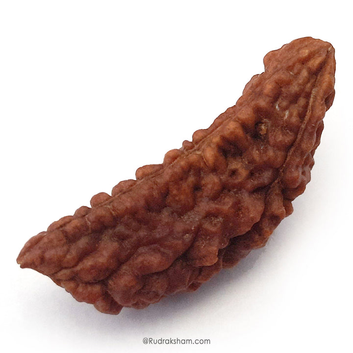 (40.40mm) 1 Mukhi Rudraksha Super Collector Bead | Ek Mukhi Rudraksha Indian Bead | Half Moon Shaped One Mukhi Rudraksha Bead  | High Quality Super Collector Bead
