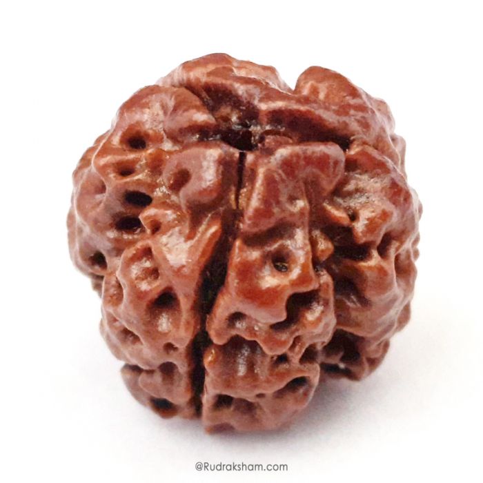 (19.53mm) 3 Mukhi Rudraksha Super Collector Bead | 3 Mukhi Rudraksha Bead | Teen Mukhi, Three Faced Rudraksha from Nepal | Energised and Pure Super Collector 3 Mukhi Bead